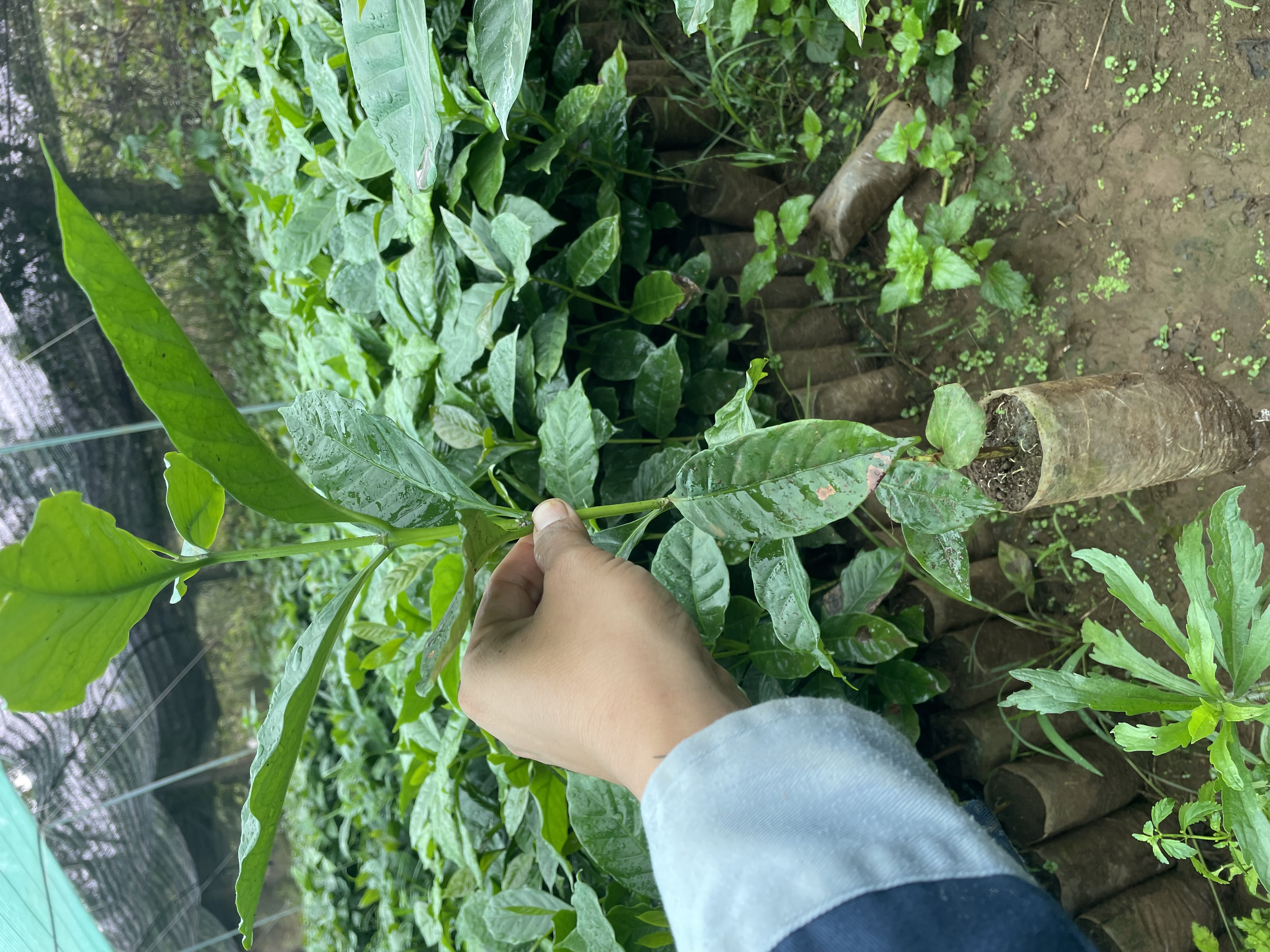 Cây giống cà phê Arabica cà chè chất lượng cao tại Vườn Ươm Đan Chi