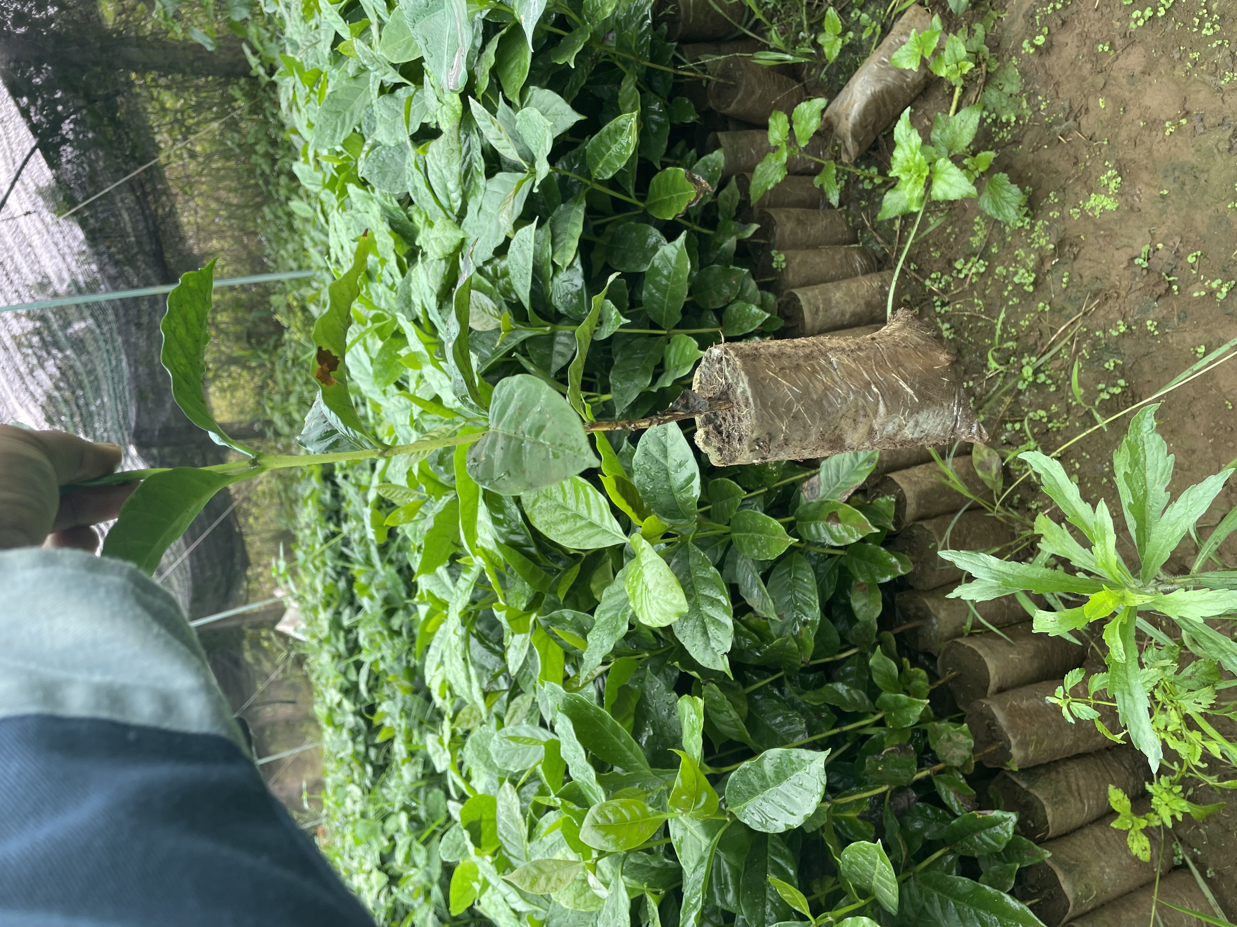 Kỹ thuật viên kiểm tra cây giống cà phê Arabica chè THA1