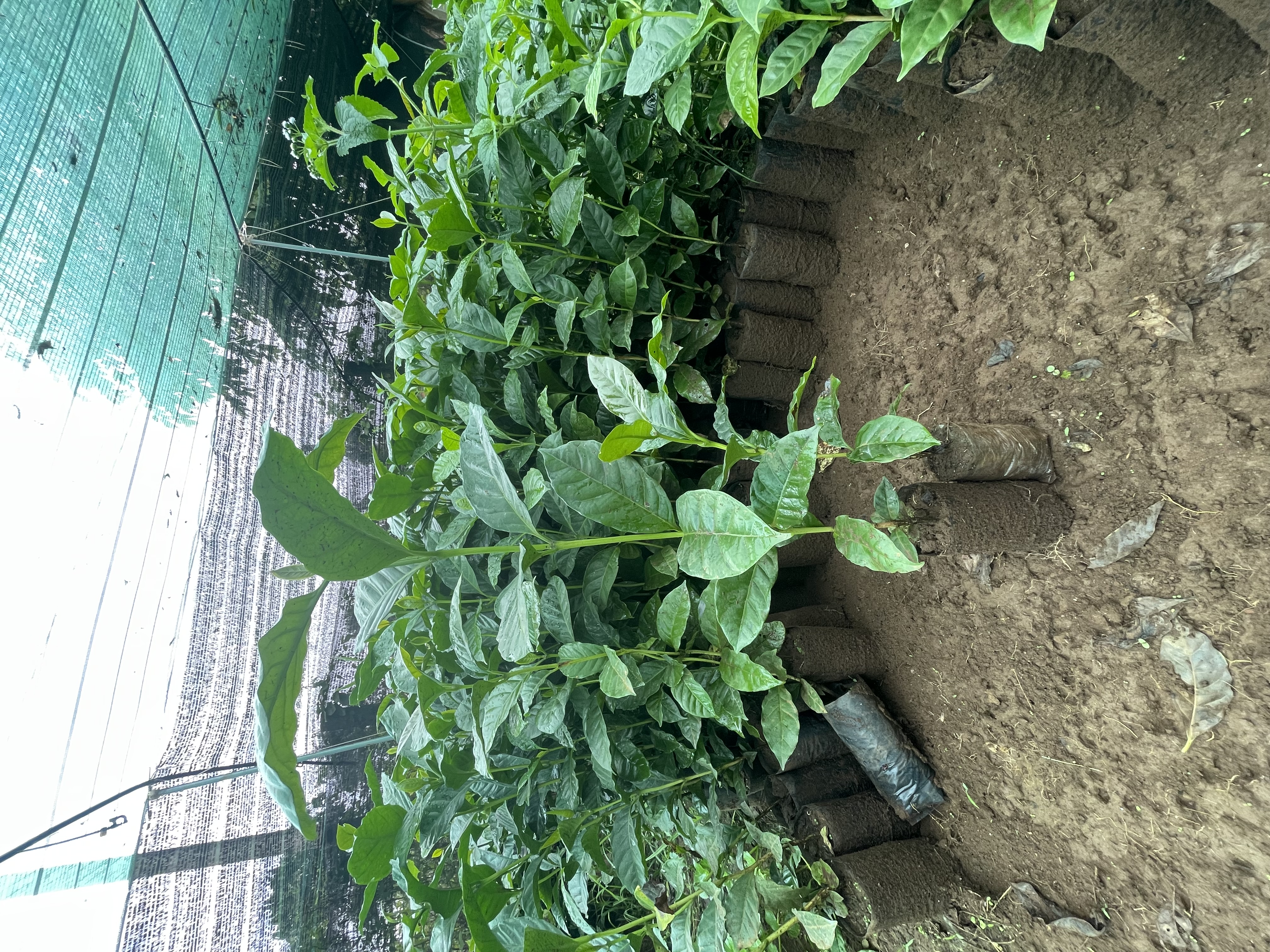 Hình ảnh bầu cây giống cà phê Arabica THA1 chuẩn F1