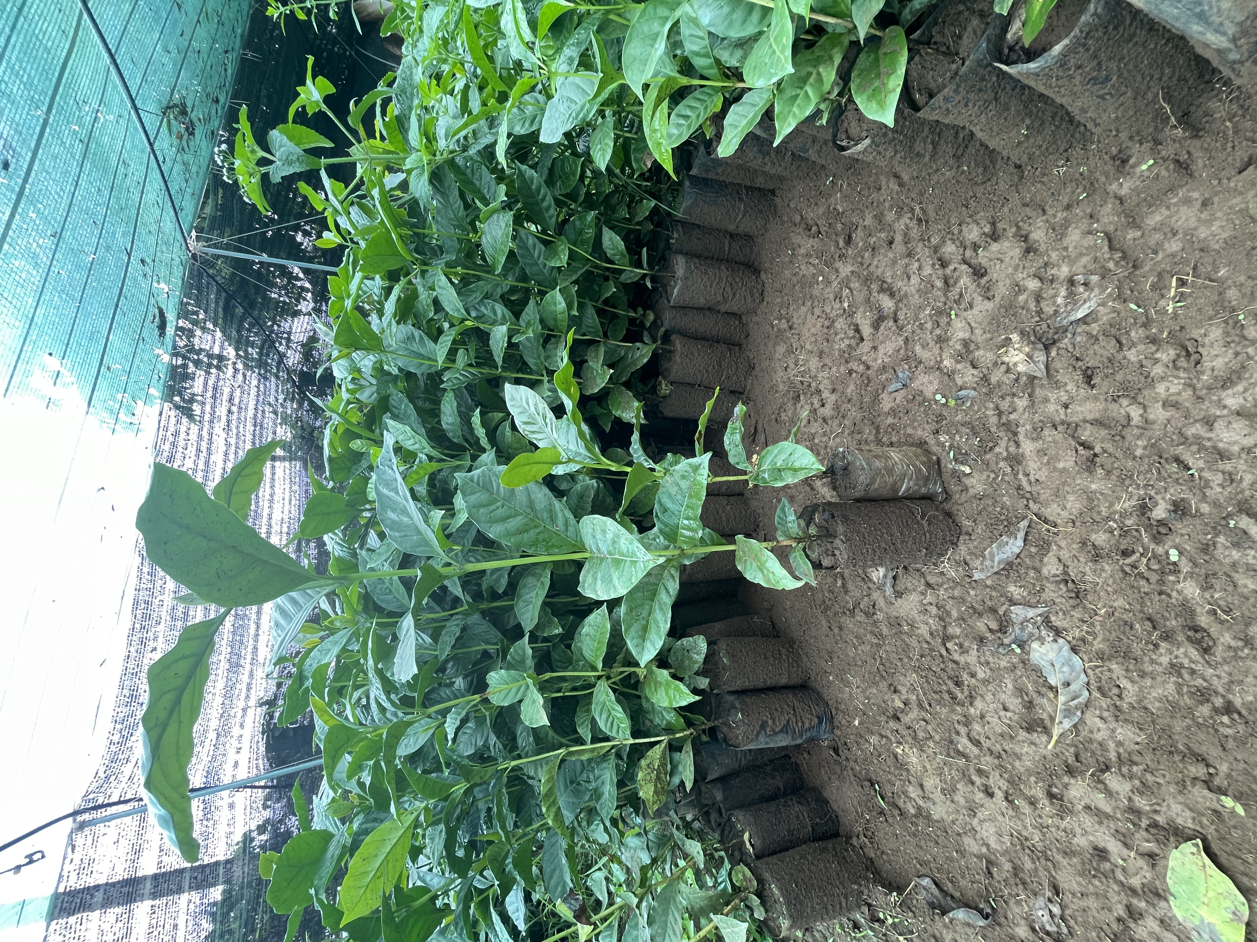 Cây giống cà phê Arabica Catimor tại vườn ươm Gia Lai