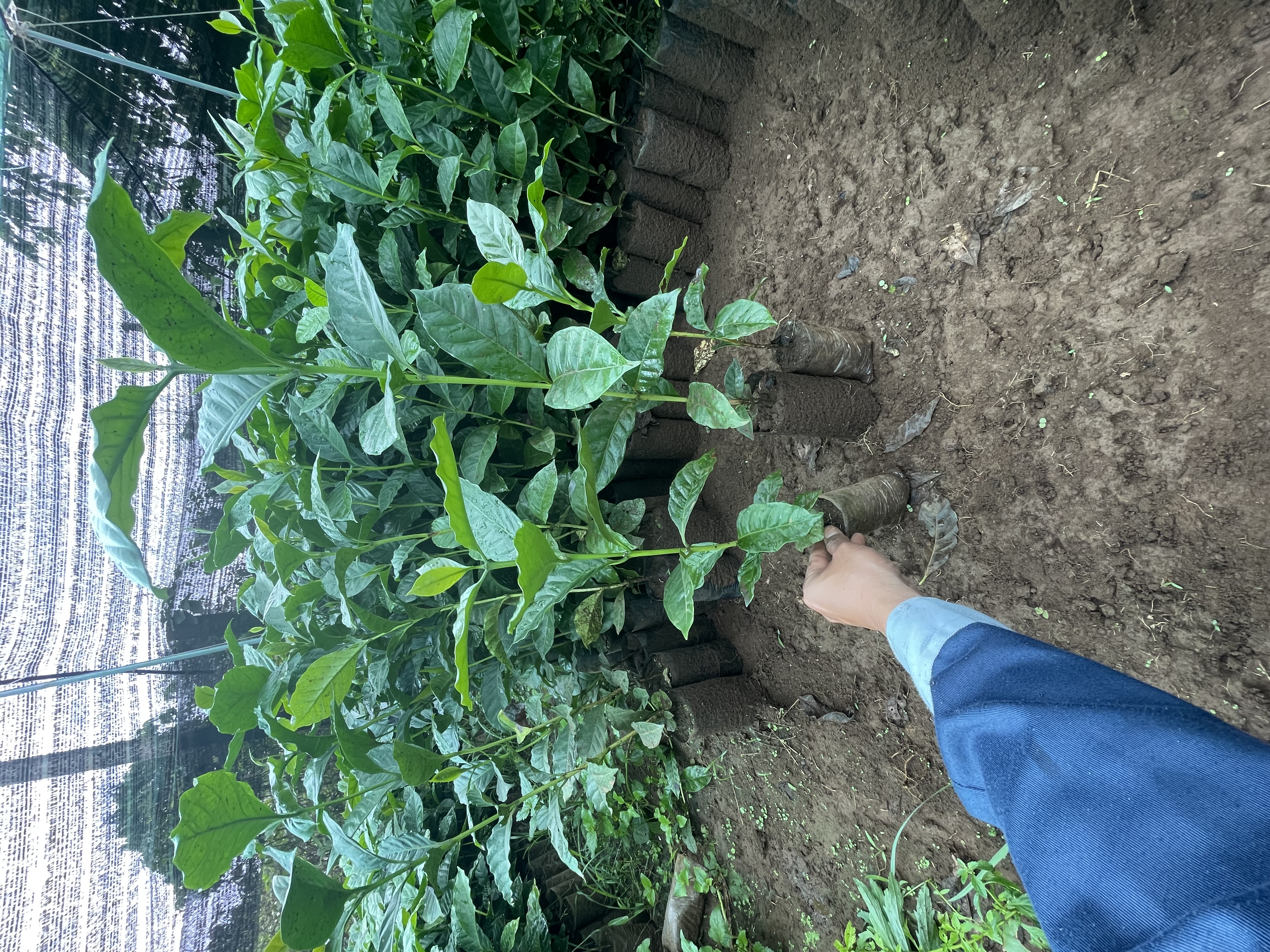 Bàn giao lô cây giống cà phê Arabica cho nhà vườn