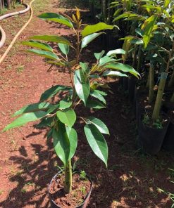 Sầu riêng thái DoNa da xanh