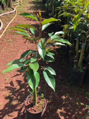 Sầu riêng thái DoNa da xanh