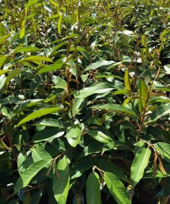 Sầu riêng thái DoNa da xanh