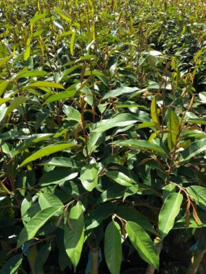 Sầu riêng thái DoNa da xanh