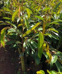 Sầu riêng thái DoNa da xanh