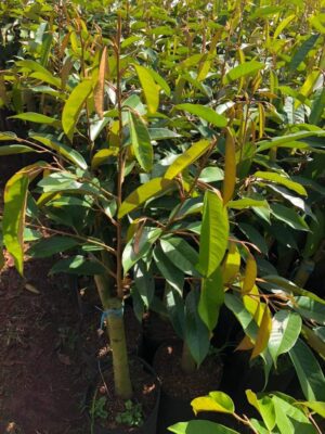 Sầu riêng thái DoNa da xanh