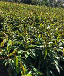 Sầu riêng thái DoNa da xanh