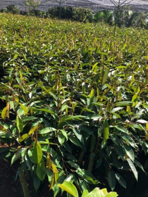 Sầu riêng thái DoNa da xanh