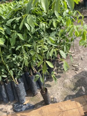 cao su giống rriv 209 bầu hạt 2 tầng lá