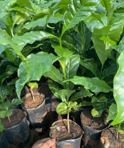 Cà phê giống thực sinh Tr4