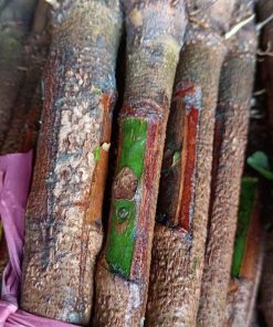 Cây cao su giống tum trần rriv 209