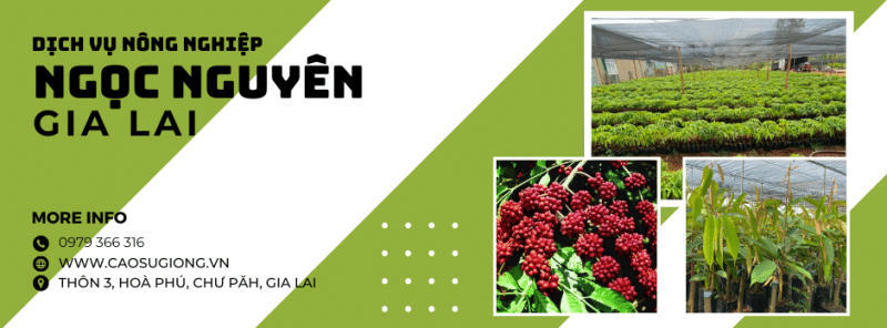 slide banner caosugiong