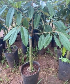 Sầu Riêng Musang King