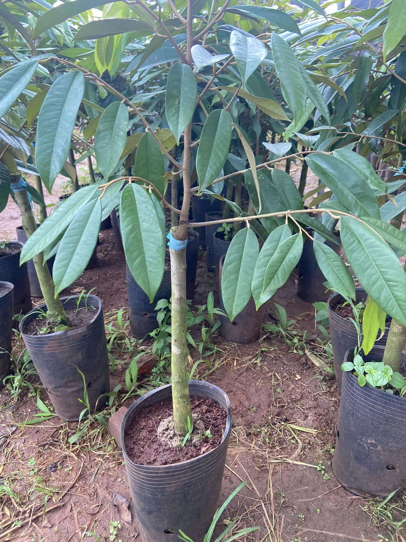 Cây giống sầu riêng Musang king Malaysia Sầu Riêng Musang King