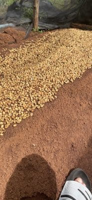 hướng dẫn ươm cà phê