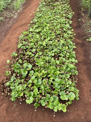 Hướng dẫn ươm cà phê giống - 0979 366 316 hướng dẫn ươm cà phê