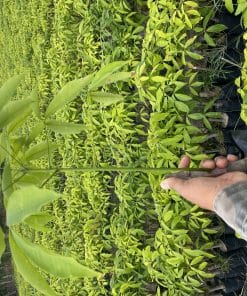 GIÁ GIỐNG CAO SU NĂM 2025