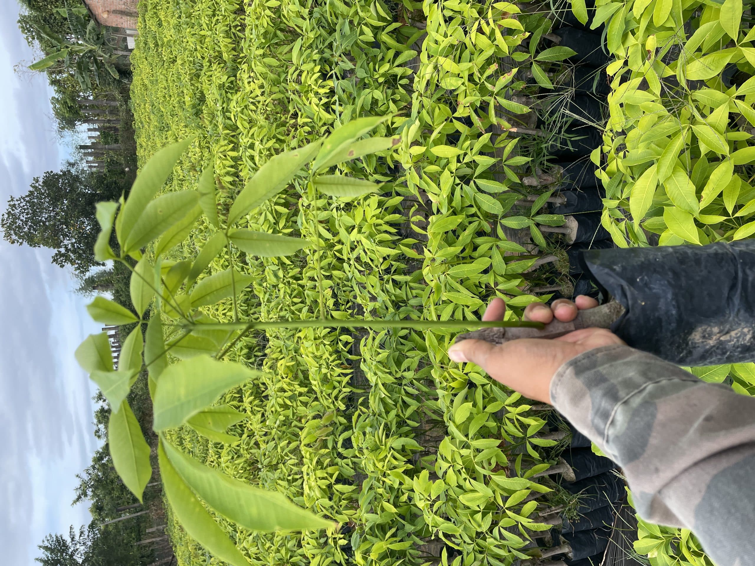 GIÁ GIỐNG CAO SU NĂM 2025