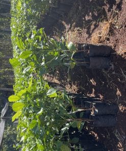 Alternative view of Cà Phê Xanh Lùn Ghép Gốc Mít