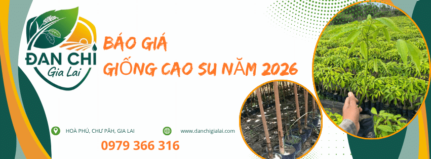 GIÁ CÂY GIỐNG CAO SU NĂM 2026