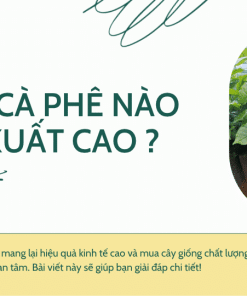 Gia Lai Trồng Giống Cà Phê Gì Đạt Năng Suất Cao? Và Mua Giống Chuẩn Ở Đâu?