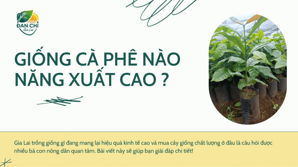 Gia Lai Trồng Giống Cà Phê Gì Đạt Năng Suất Cao? Và Mua Giống Chuẩn Ở Đâu?