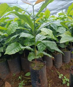 Giống cà phê xanh lùn thực sinh