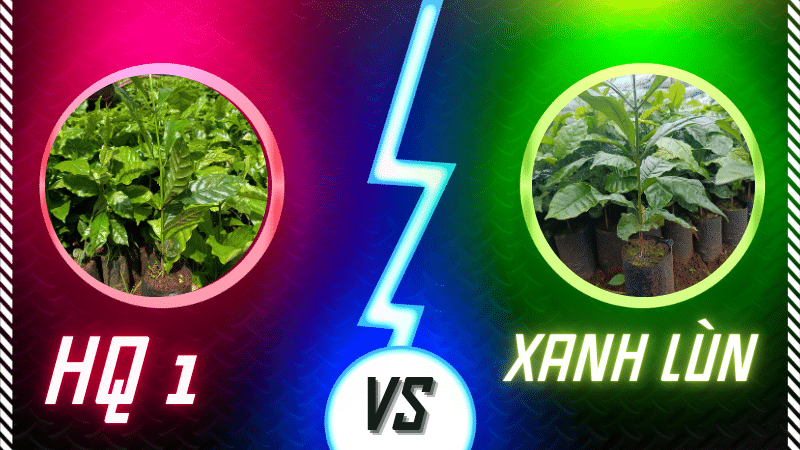 Có nên trồng giống cà phê HQ1